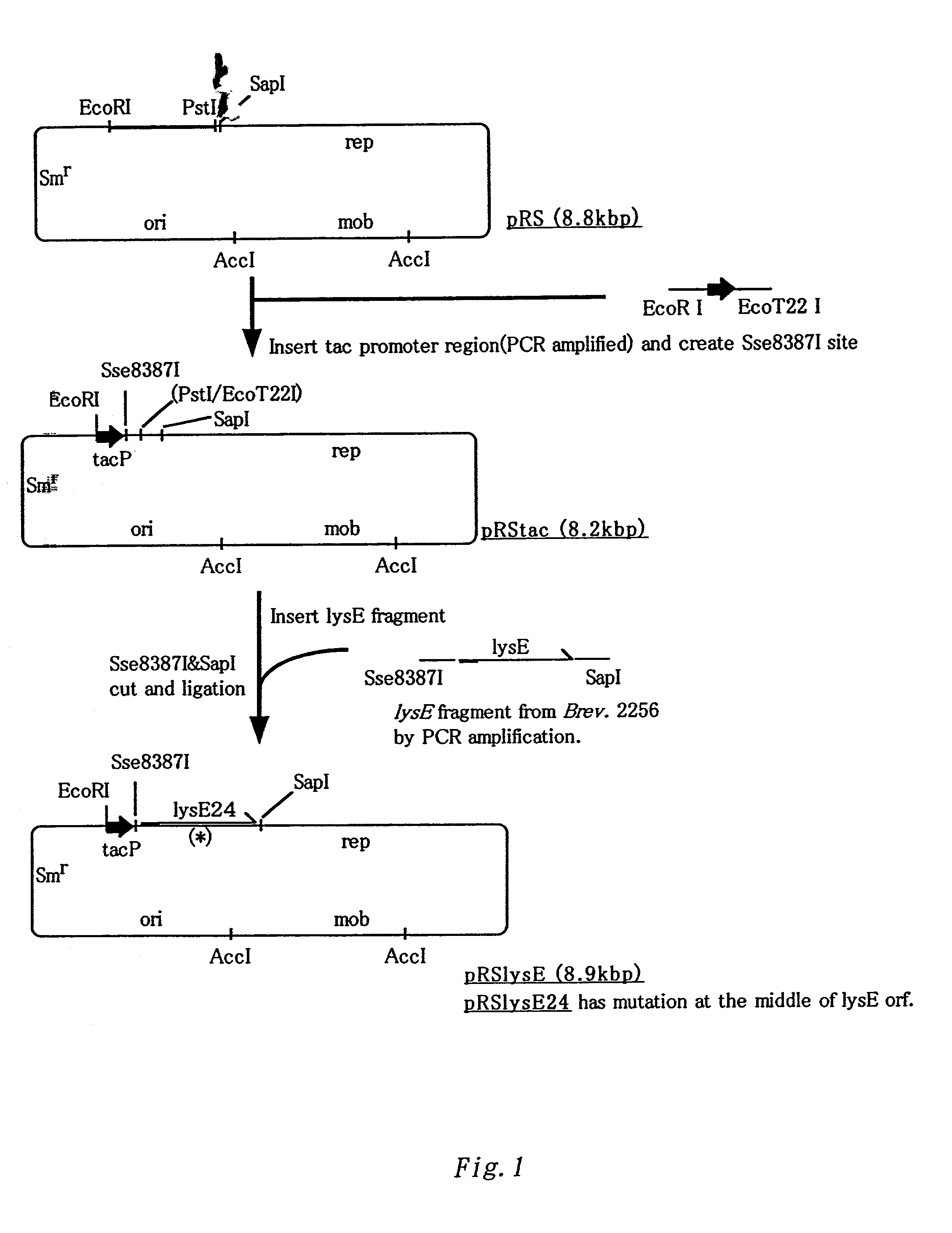 Method for producing L-lysine or L-arginine by using methanol assimilating bacterium