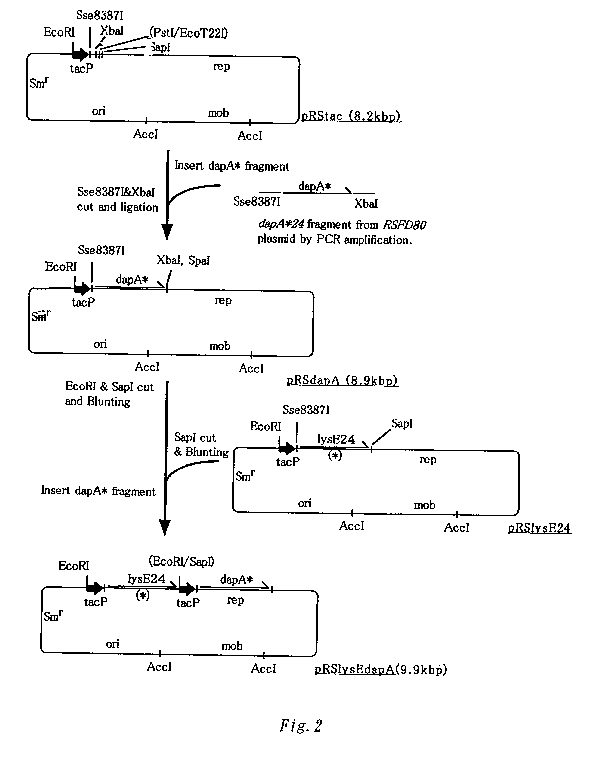 Method for producing L-lysine or L-arginine by using methanol assimilating bacterium