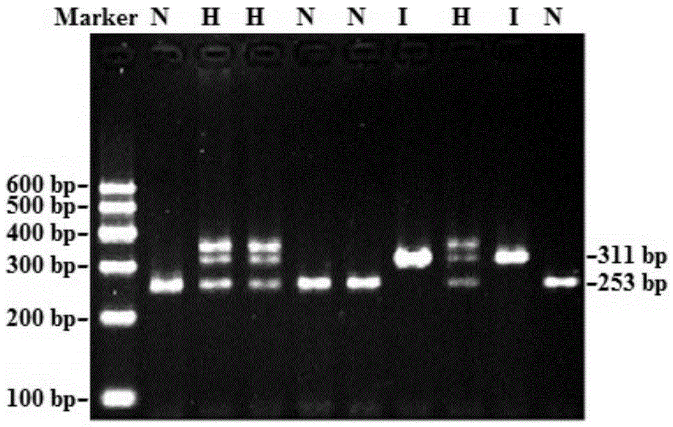 Method for detecting goat TMEM95 gene subtle copy number variation through PCR technology and application thereof