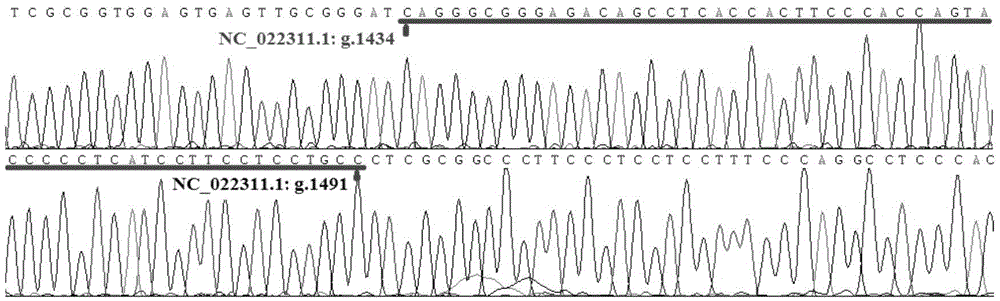 Method for detecting goat TMEM95 gene subtle copy number variation through PCR technology and application thereof