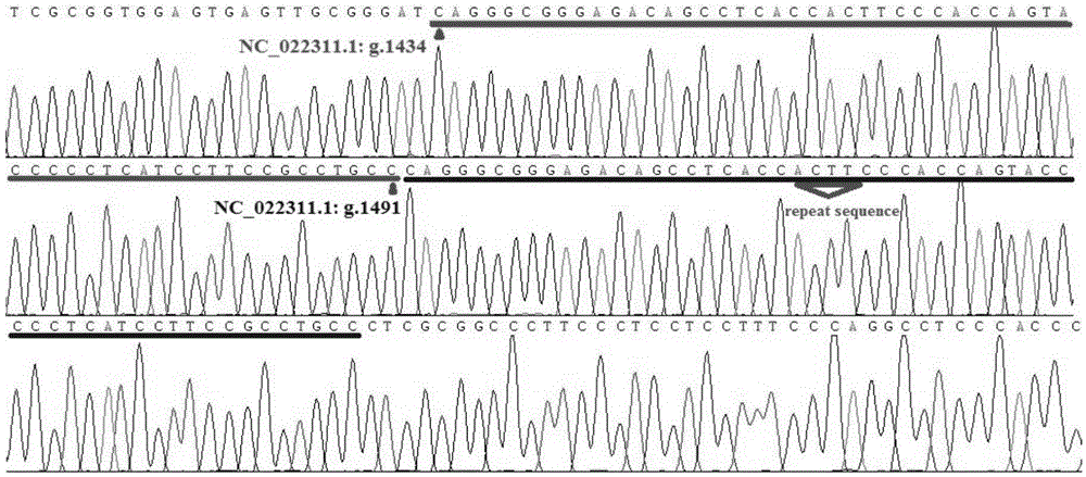 Method for detecting goat TMEM95 gene subtle copy number variation through PCR technology and application thereof