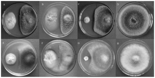 Chinese wolfberry endophytic fusarium nematophilum strain and application thereof