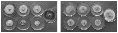 Chinese wolfberry endophytic fusarium nematophilum strain and application thereof