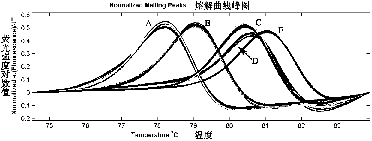 Method for identifying related species of oyster