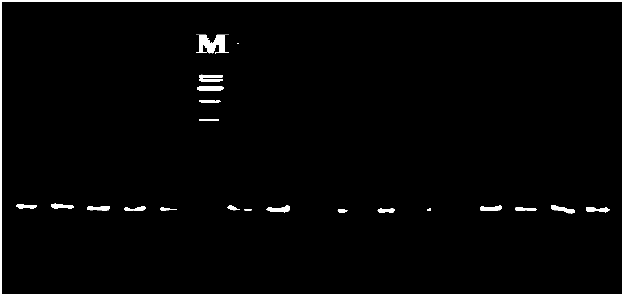 Method for identifying related species of oyster