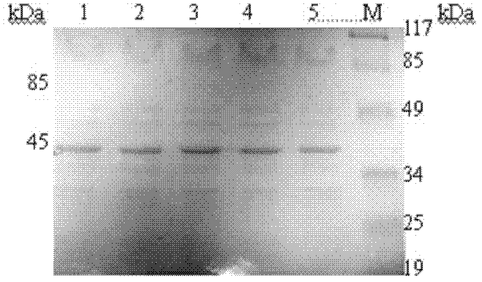 A kind of egg yolk antibody with high biological activity and preparation method thereof