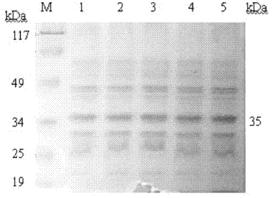 A kind of egg yolk antibody with high biological activity and preparation method thereof