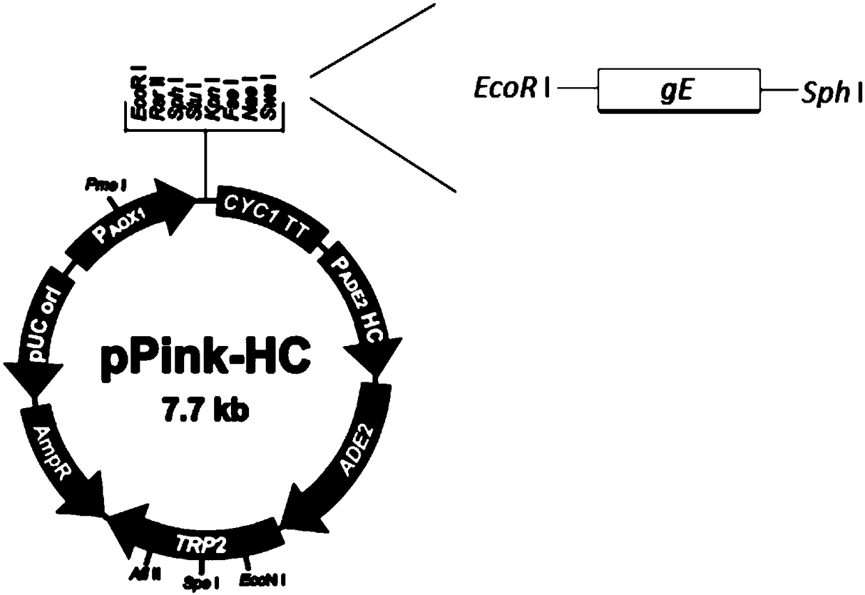 Expression method of VZV glycoprotein to pichia pastoris and application of expression method