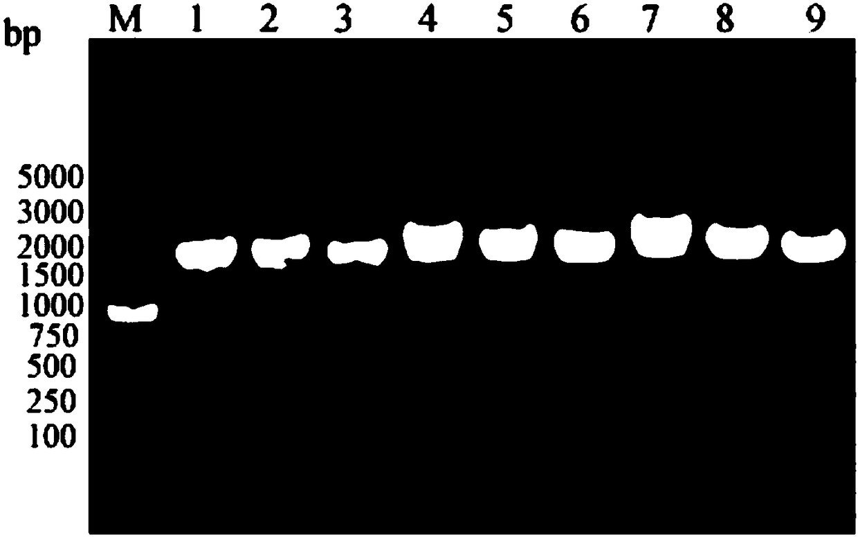 Expression method of VZV glycoprotein to pichia pastoris and application of expression method