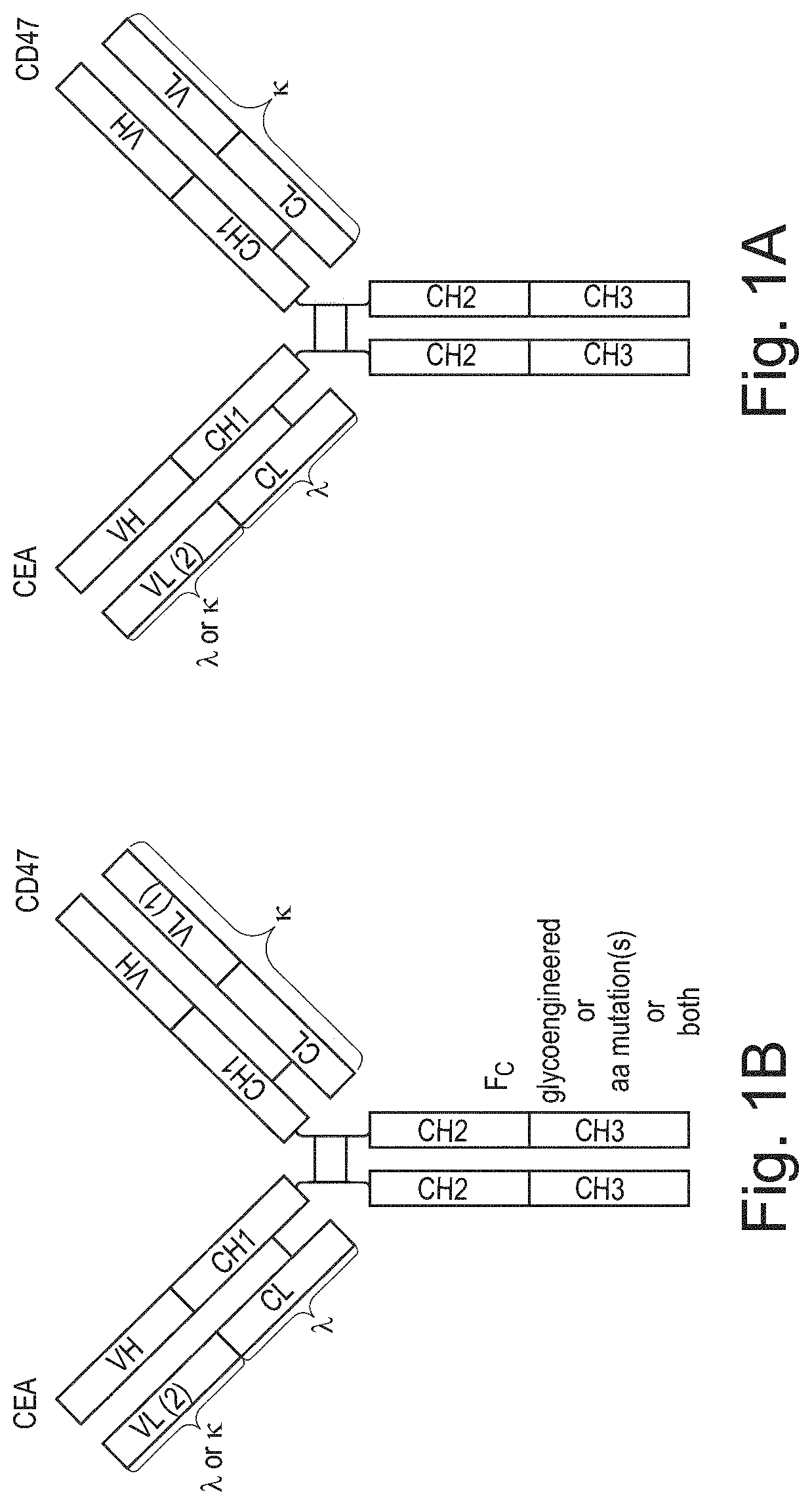 Bispecific antibodies against ceacam5 and cd47