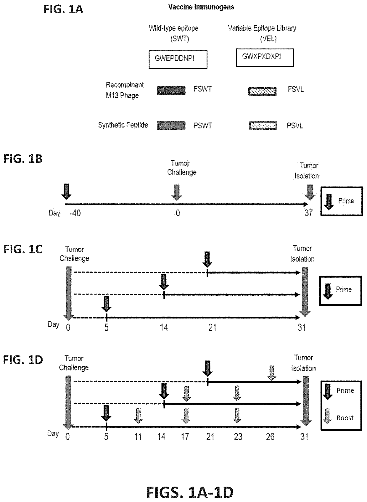 Variable epitope library compositions and methods of therapeutic and prophylactic use