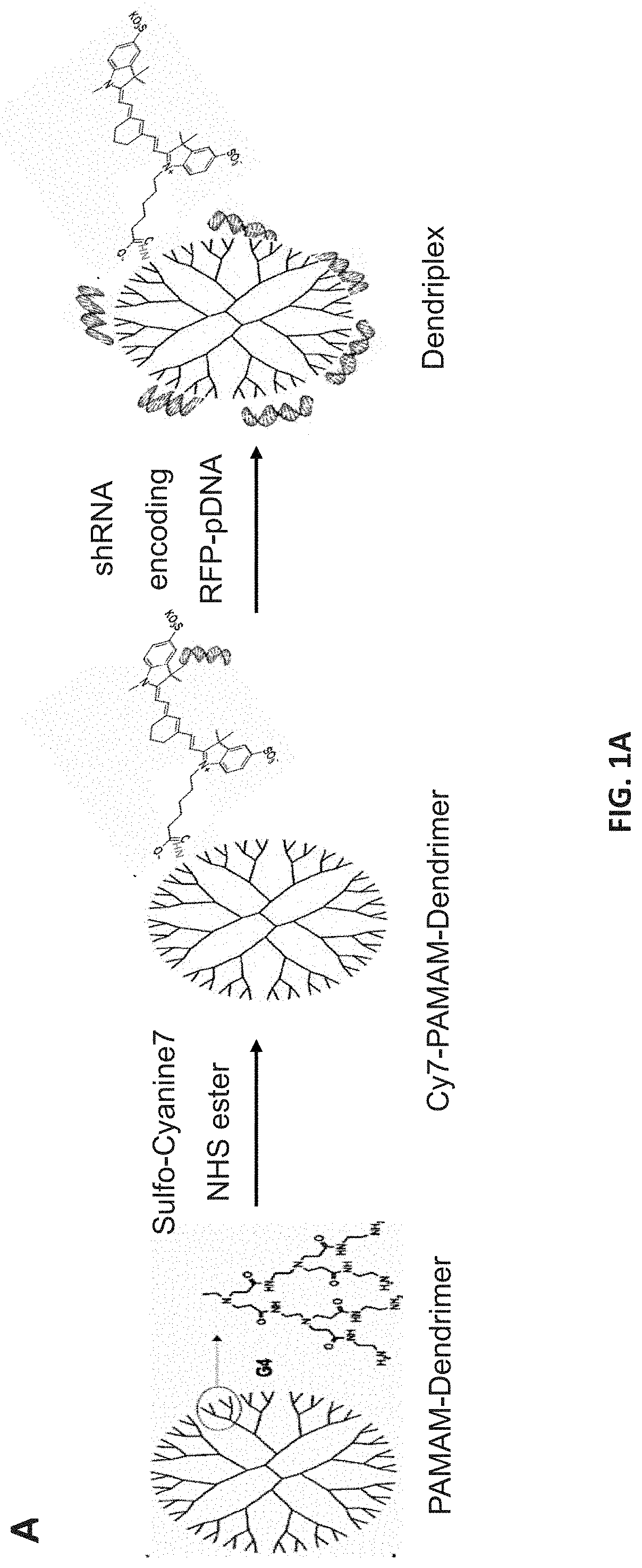 Methods of downregulating ccl20 genes for treatment of traumatic brain injuries