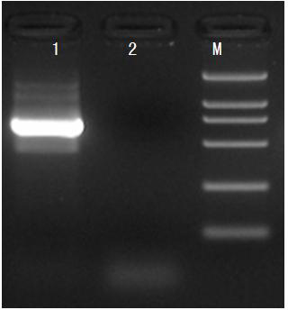 Cloning method of perinereis aibuhitensis metal binding protein gene