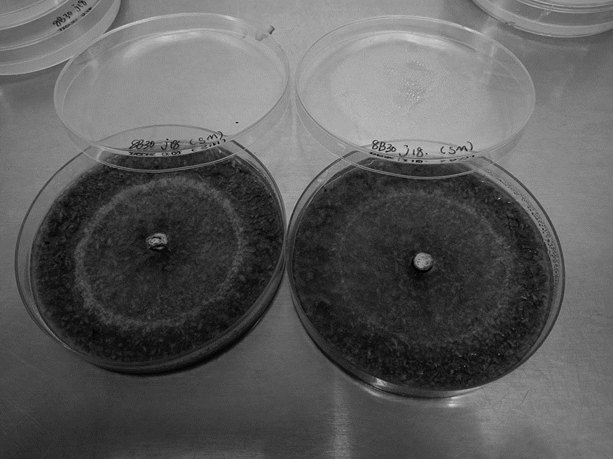 Environment-friendly enzyme as well as rapid preparation method and application thereof