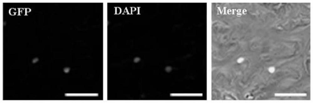 A myb gene regulating cotton fiber elongation and its application