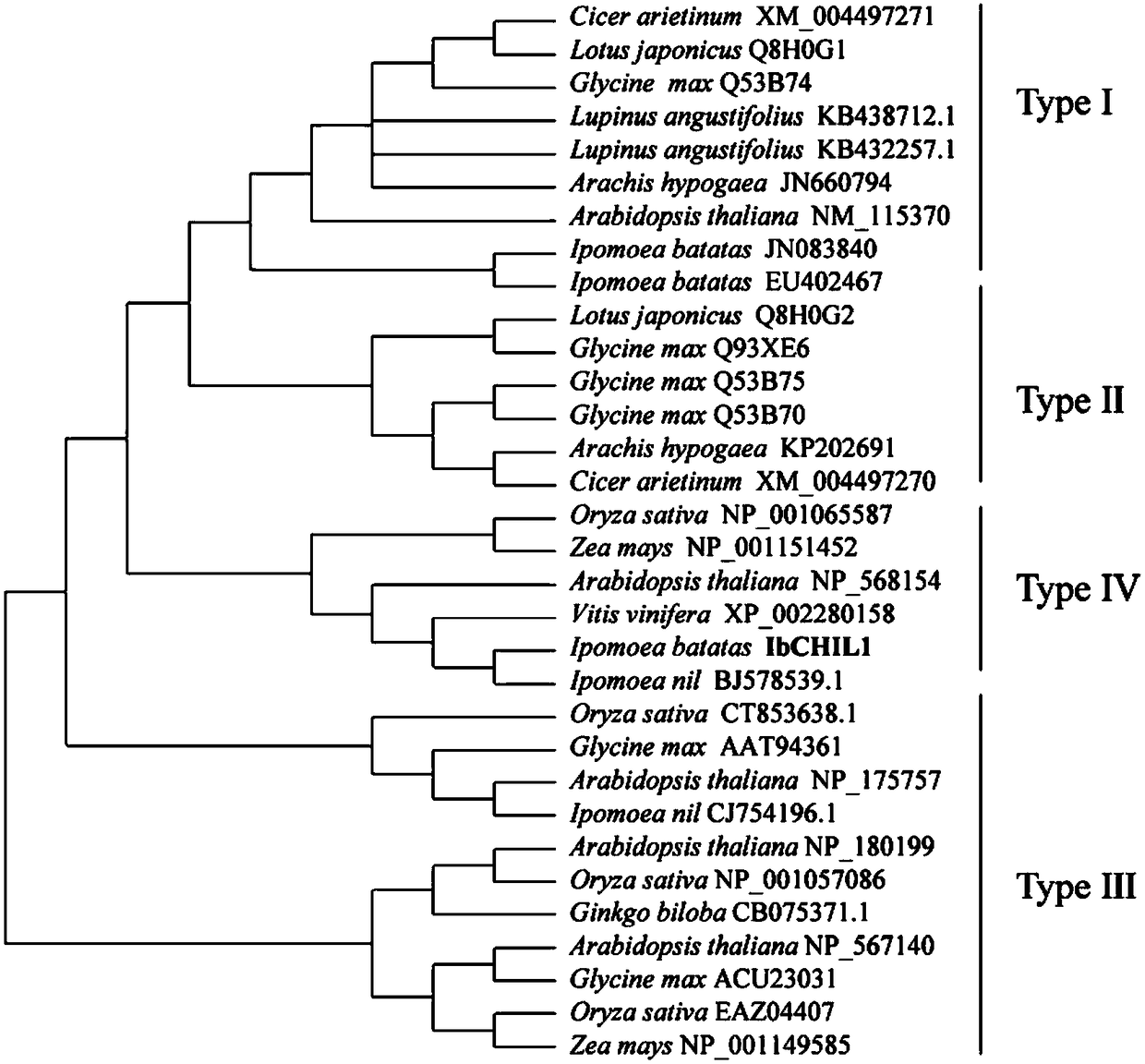 Sweet potato chalcone isomerase IbCHIL1, as well as coding gene and application thereof