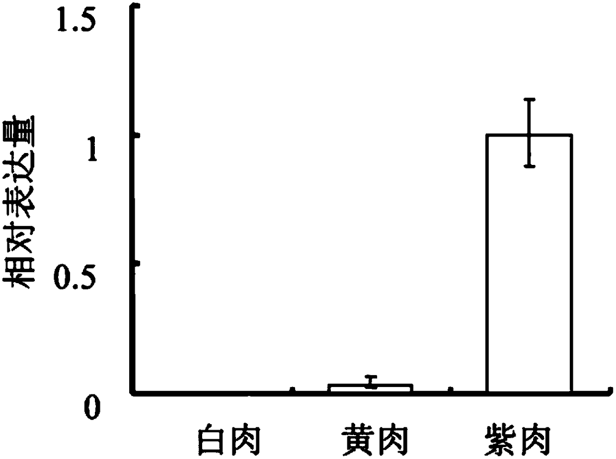 Sweet potato chalcone isomerase IbCHIL1, as well as coding gene and application thereof