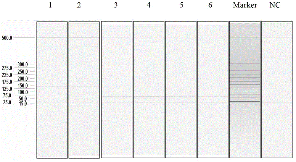 Multiplex ligation-dependent probe amplification detection kit for simultaneously detecting five swine disease viruses, primers and probes