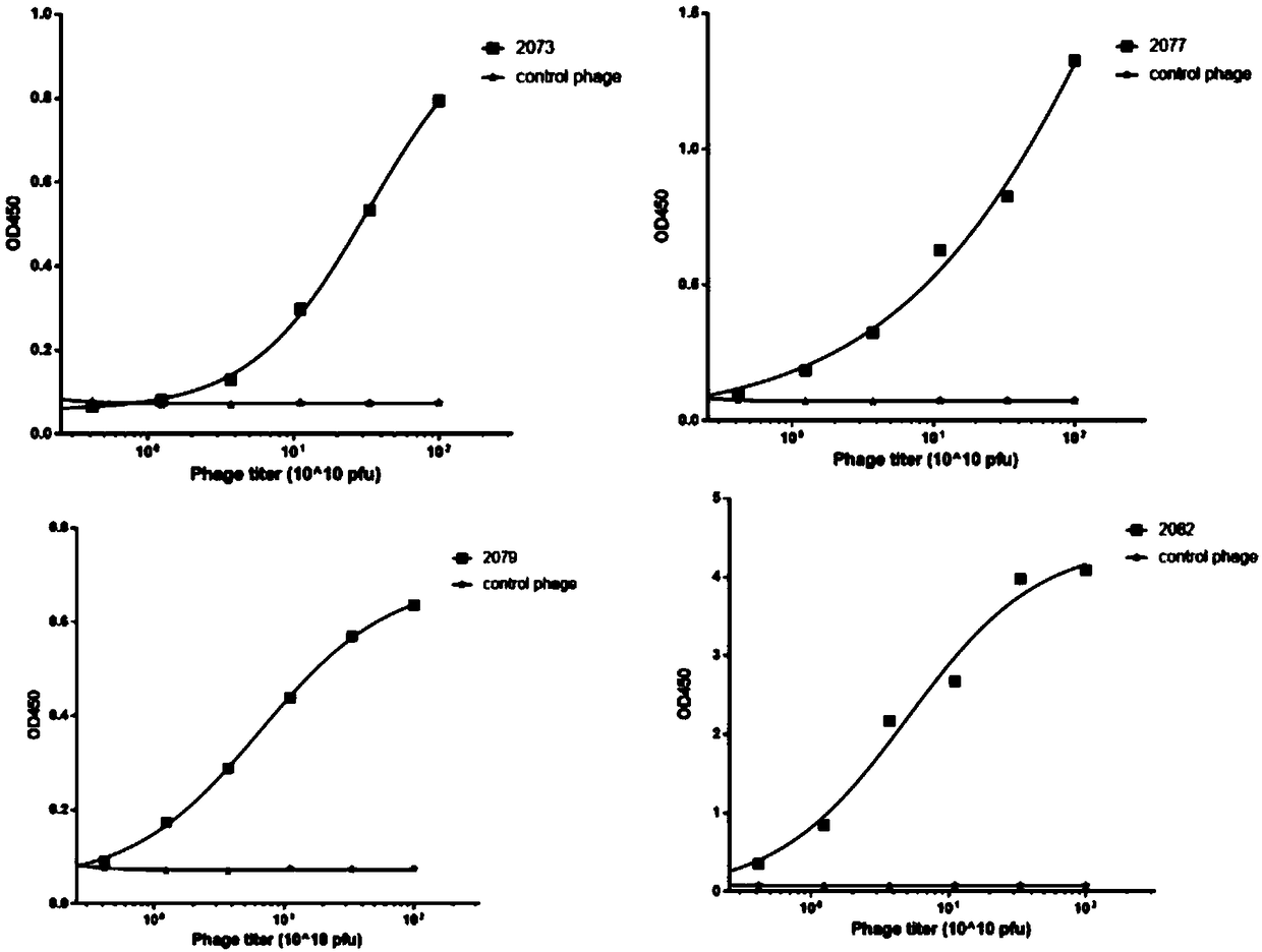 BCMA antibody, chimeric antigen receptor and drug