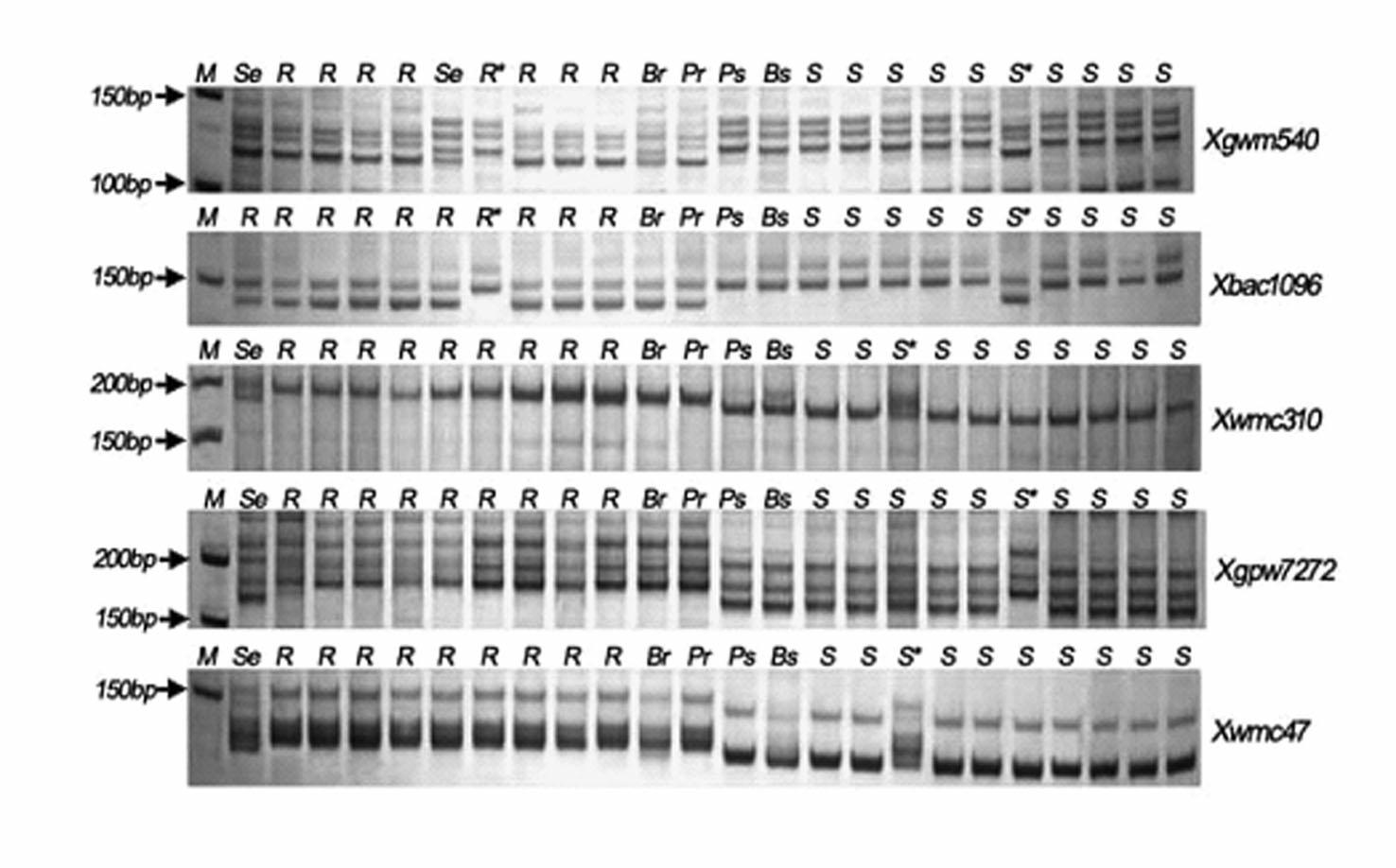 Molecular marker for wheat stripe rust disease-resistant new gene Yr50 assisted selection and using method thereof