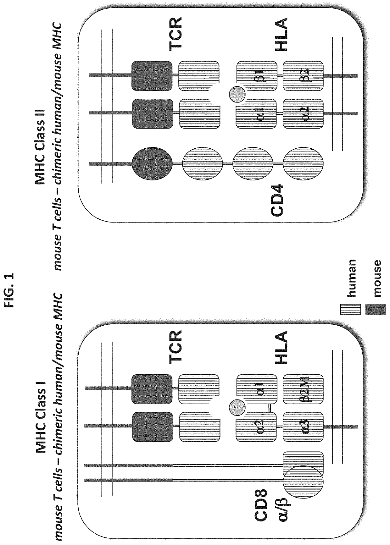 Genetically modified mice comprising humanized cellular immune system components with improved diversity of tcrb repertoire