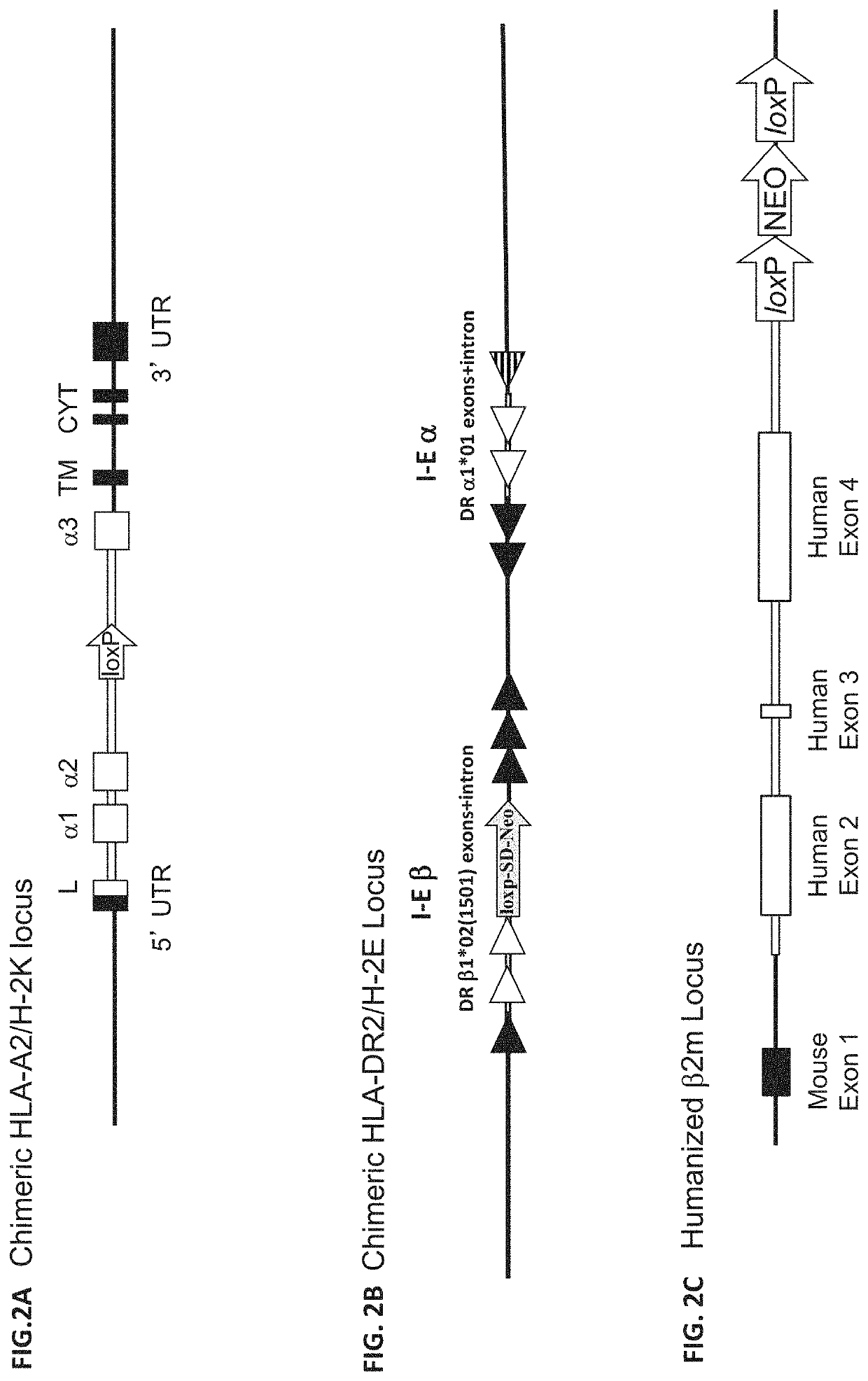 Genetically modified mice comprising humanized cellular immune system components with improved diversity of tcrb repertoire