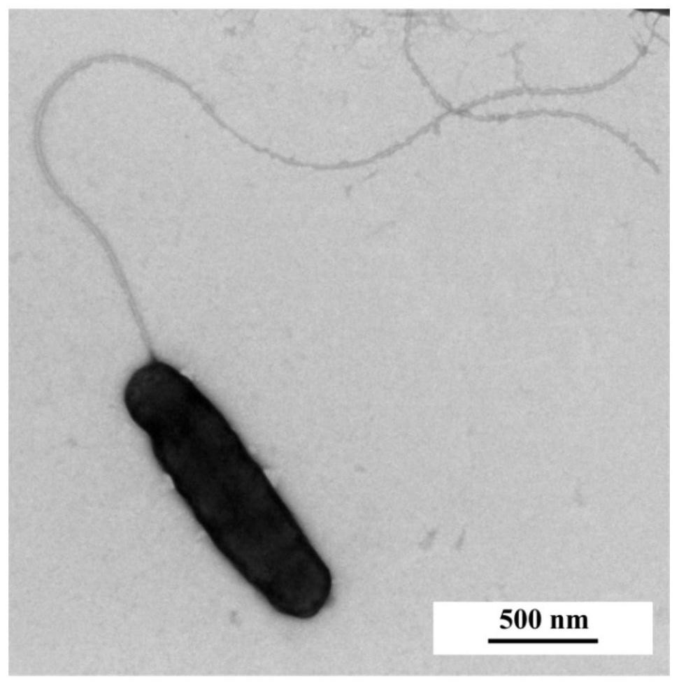 A new application of Acidovorax ls-1 and a kit for repairing arsenic pollution and its application