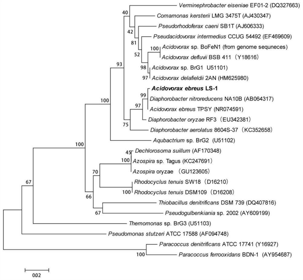 A new application of Acidovorax ls-1 and a kit for repairing arsenic pollution and its application