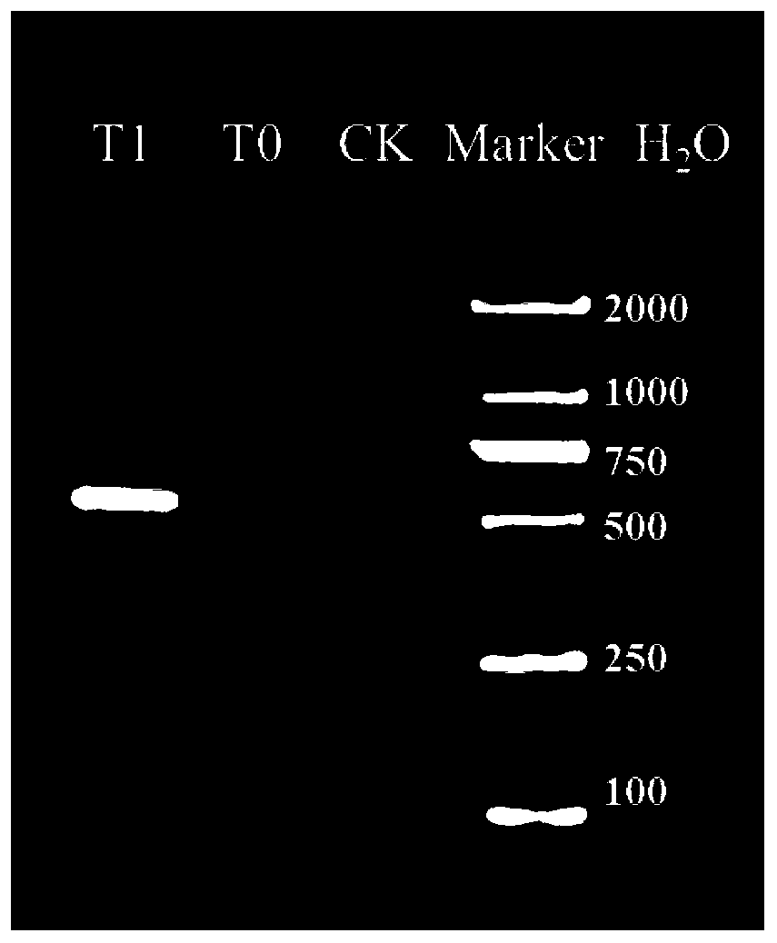 Method for rapidly detecting citrus tristeza virus by electrospray ionization mass spectrometry