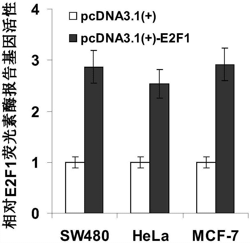 DNA fragment with E2F1 protein binding property and application to E2F1 activity detection