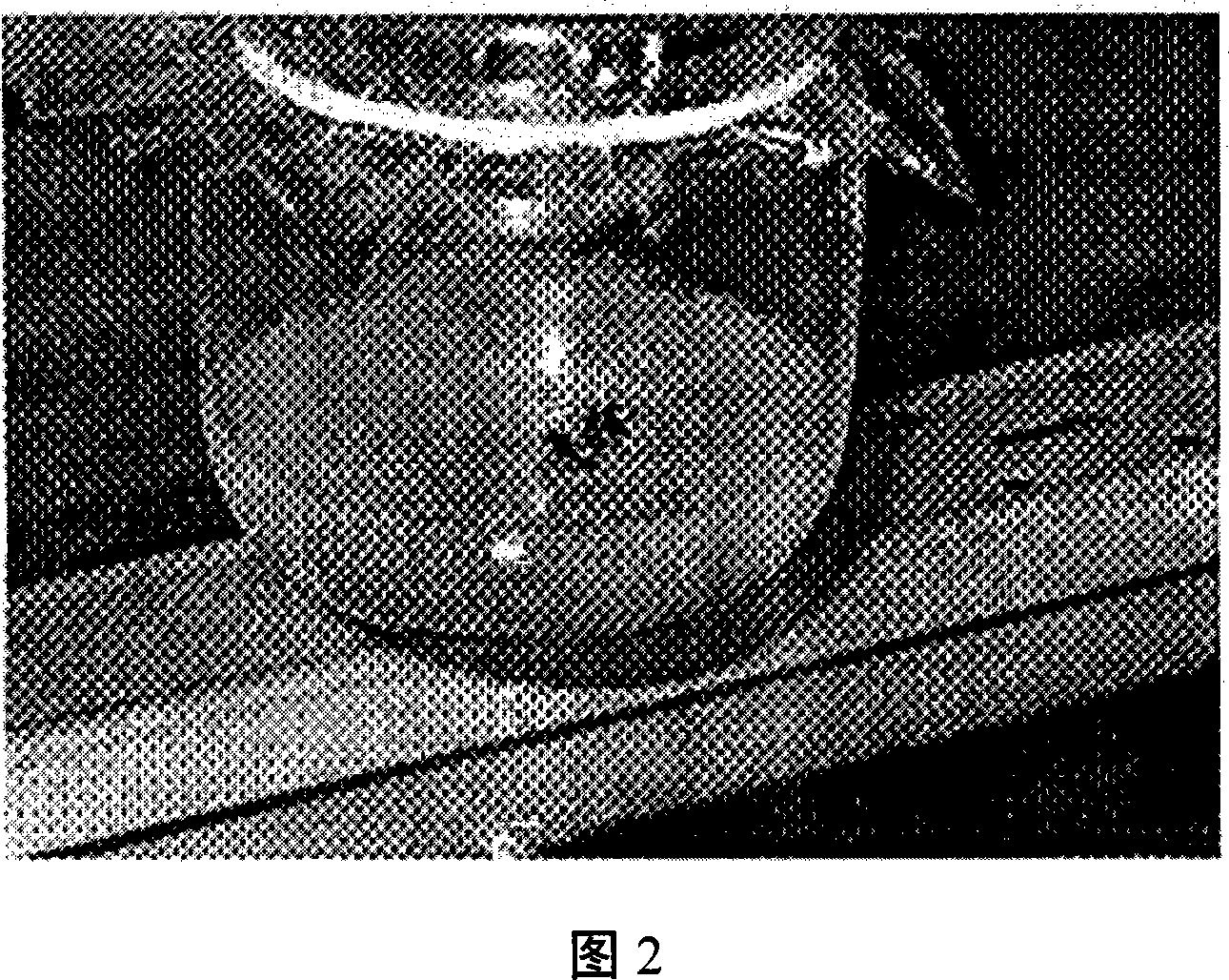 Artificial rapid reproduction method for rutaceae zanthoxylum plant zanthoxylum dissitum Hemsl