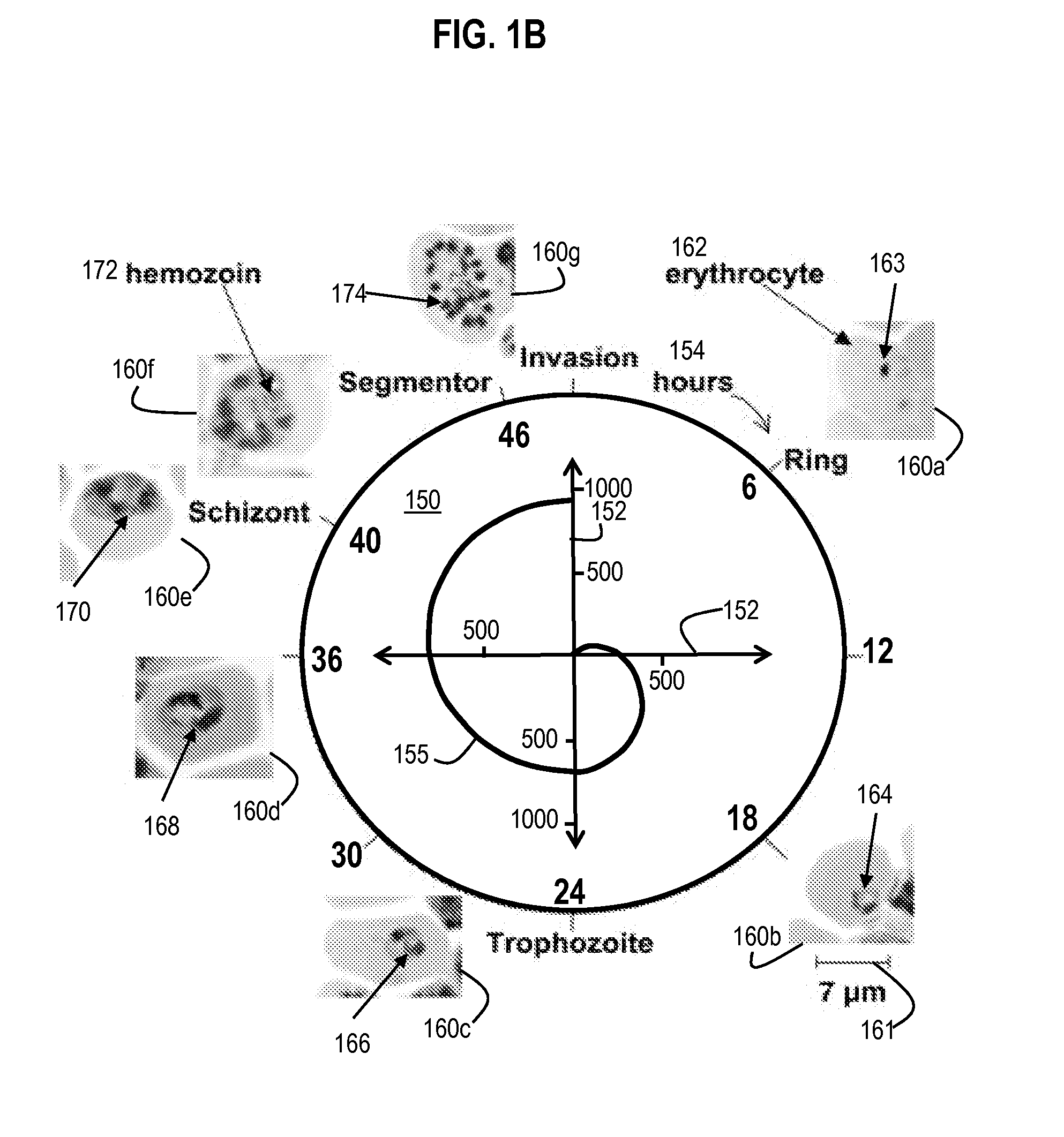 Applying Torque To Paramagnetic Structures In Bodies Using Dual Magnetic Fields