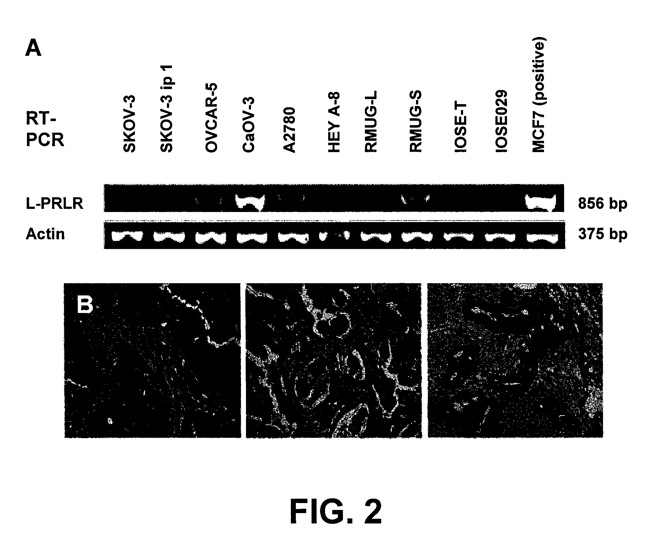 Receptor-mediated delivery: compositions and methods