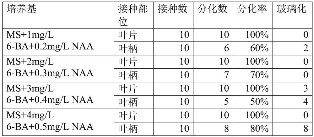 In vitro culture method of Begonia cavaleriei Levl