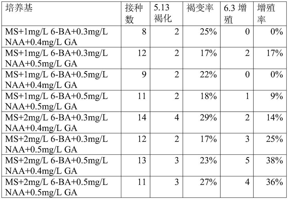 In vitro culture method of Begonia cavaleriei Levl