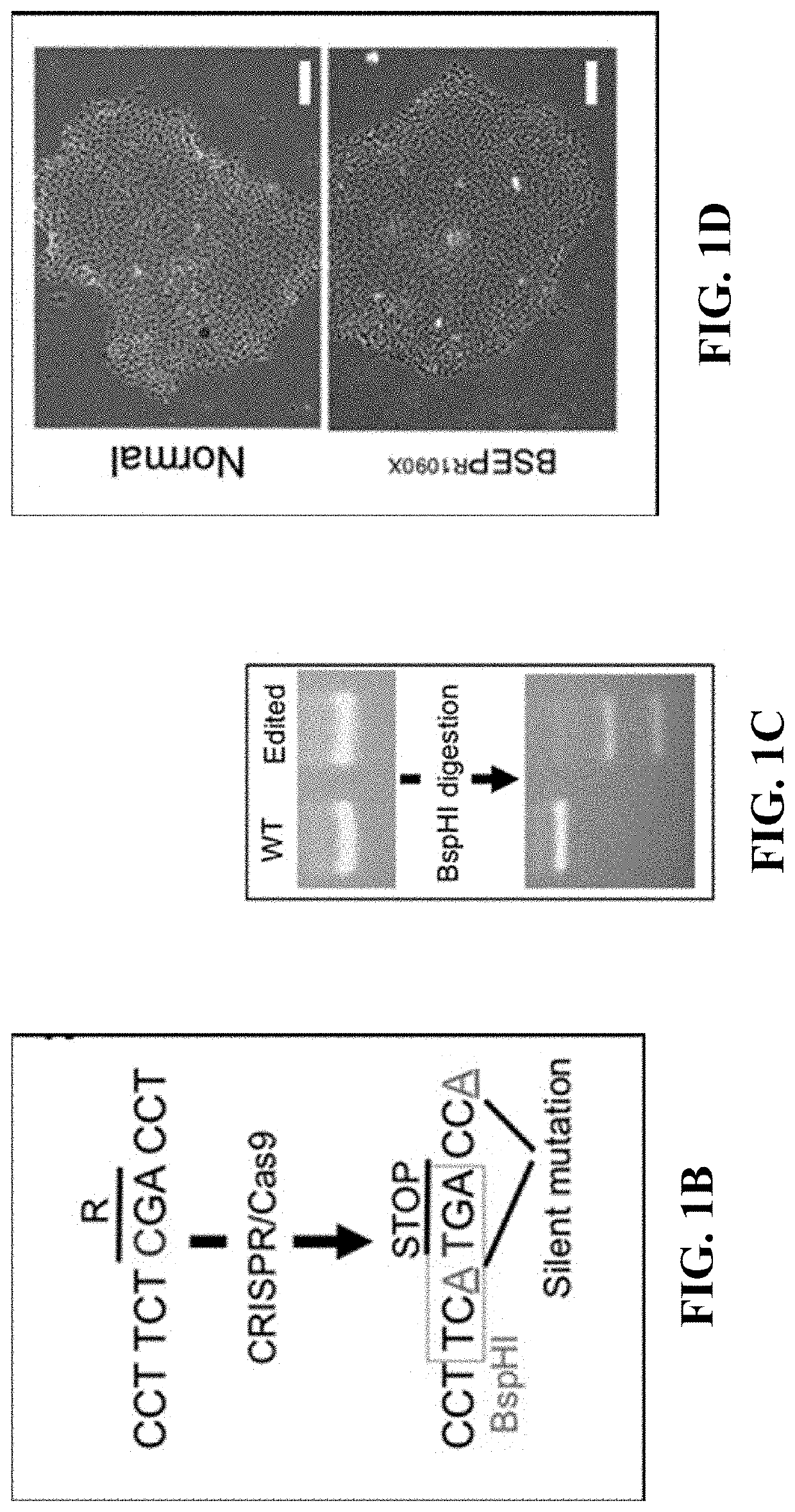 In vitro cell culture system for producing hepatocyte-like cells and uses thereof