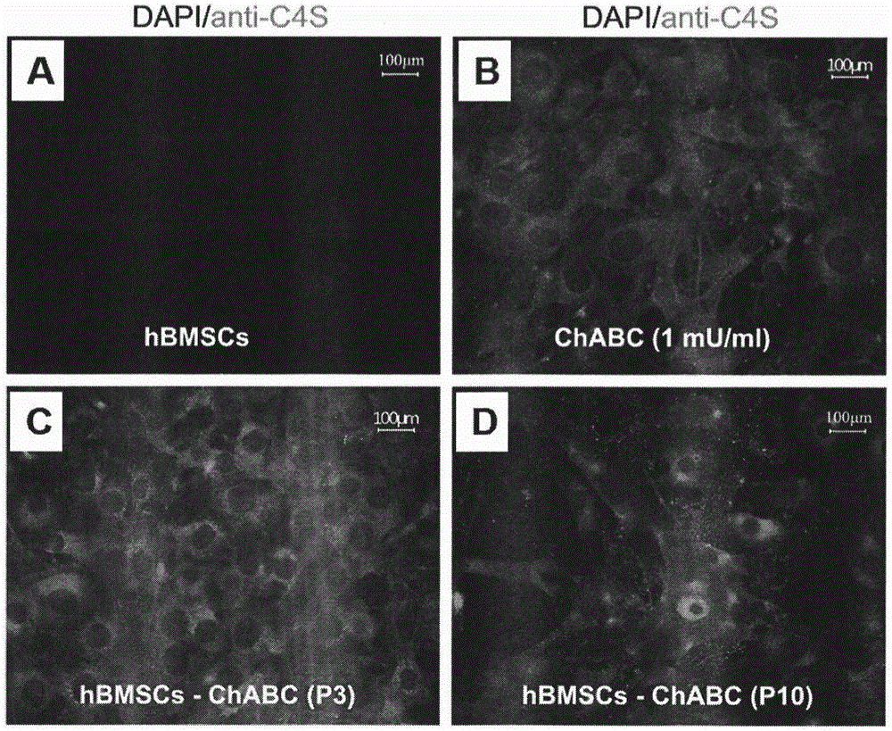 Preparation method of human stem cell for continuously secreting active chondroitinase ABC, kit and clinical use of human stem cell