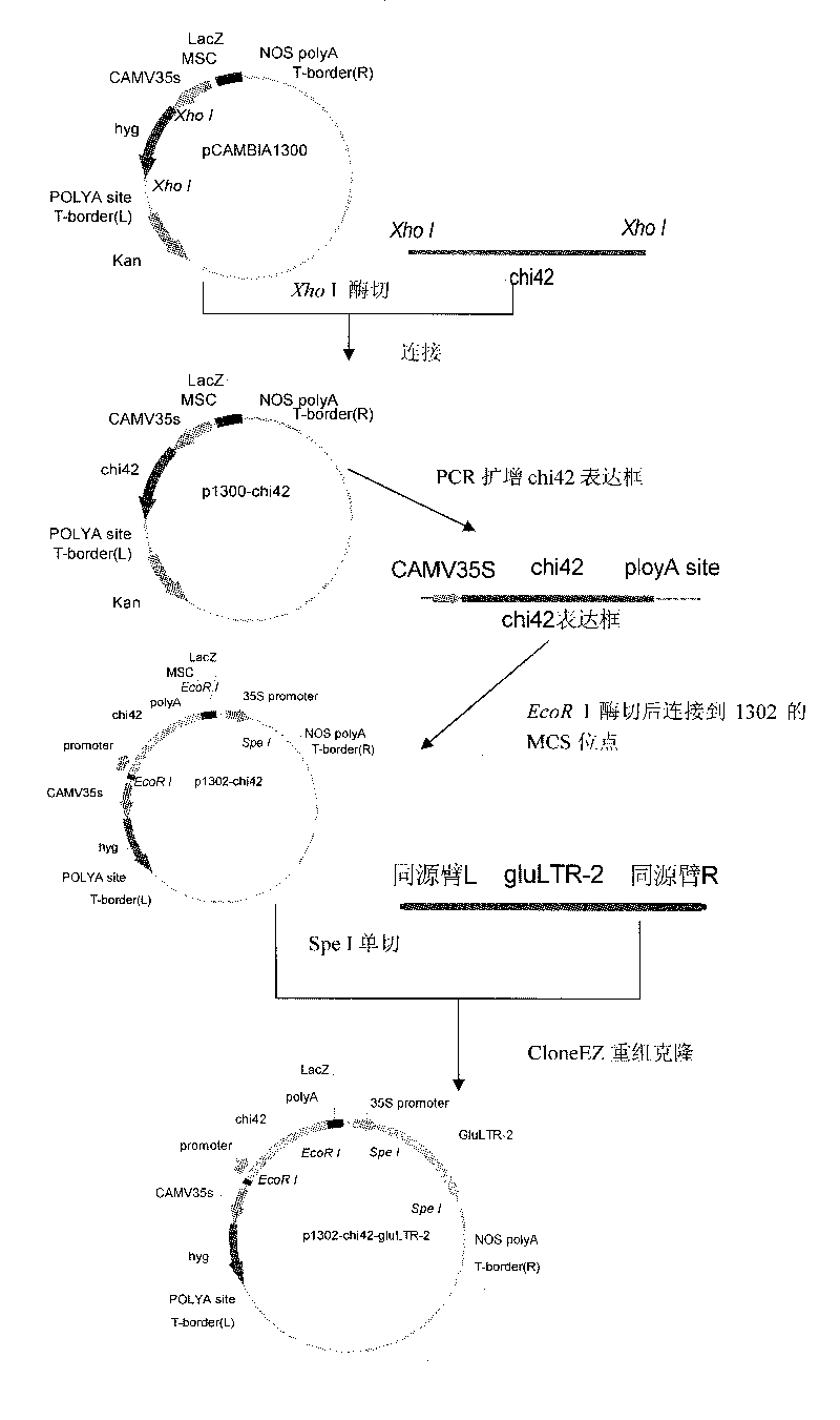 Trichoderma biocontrol recombinant engineering bacteria for efficiently expressing chitinase coding gene and Beta-1,3-glucanase coding gene as well as application thereof