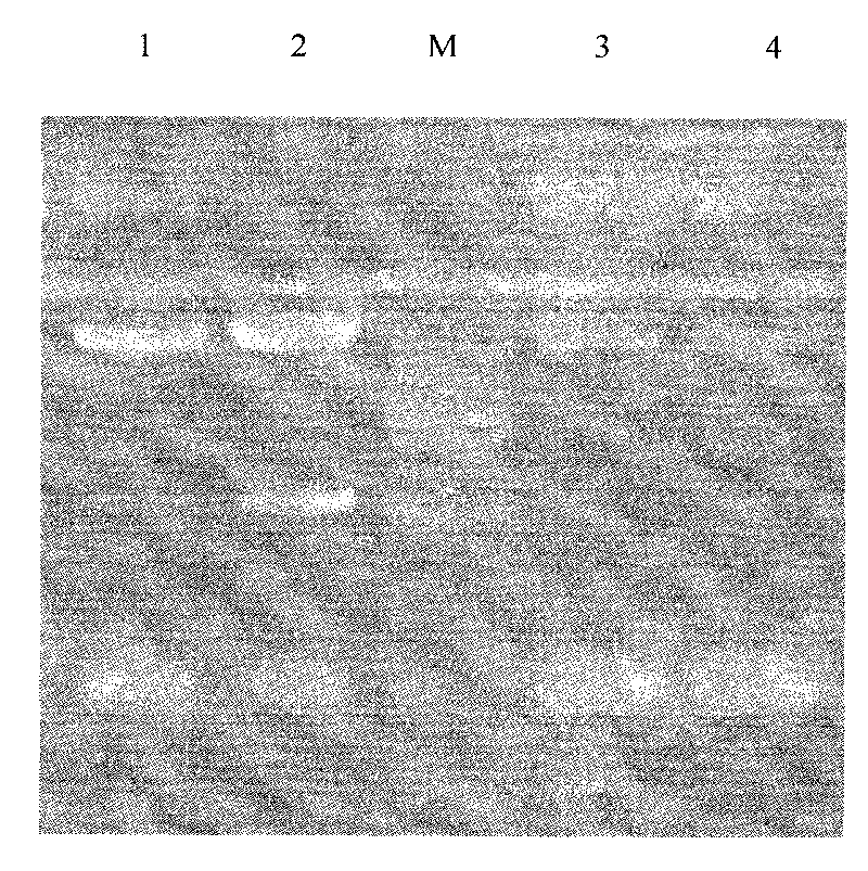 Trichoderma biocontrol recombinant engineering bacteria for efficiently expressing chitinase coding gene and Beta-1,3-glucanase coding gene as well as application thereof