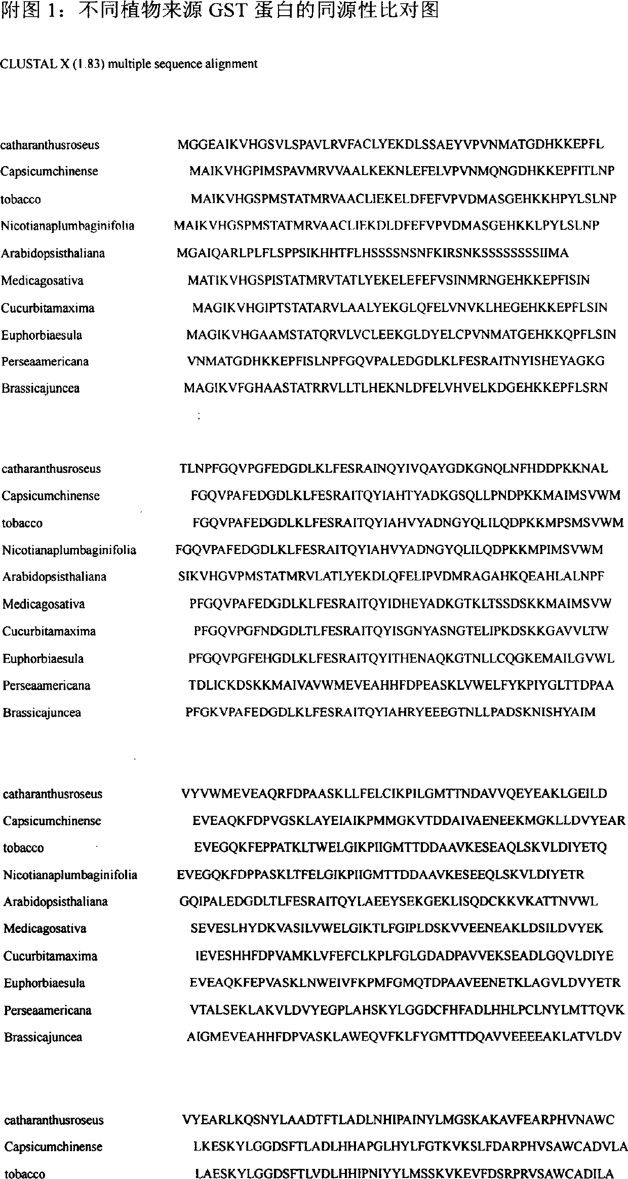 Gene sequence of glutathionetransferase of vinca rosea