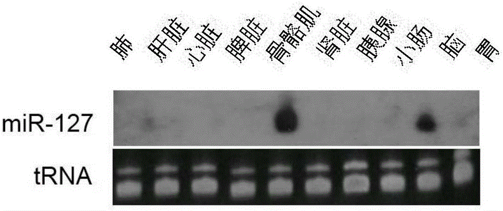 Application of miR-127 in preparation of medicines for treating muscle diseases