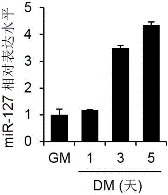 Application of miR-127 in preparation of medicines for treating muscle diseases