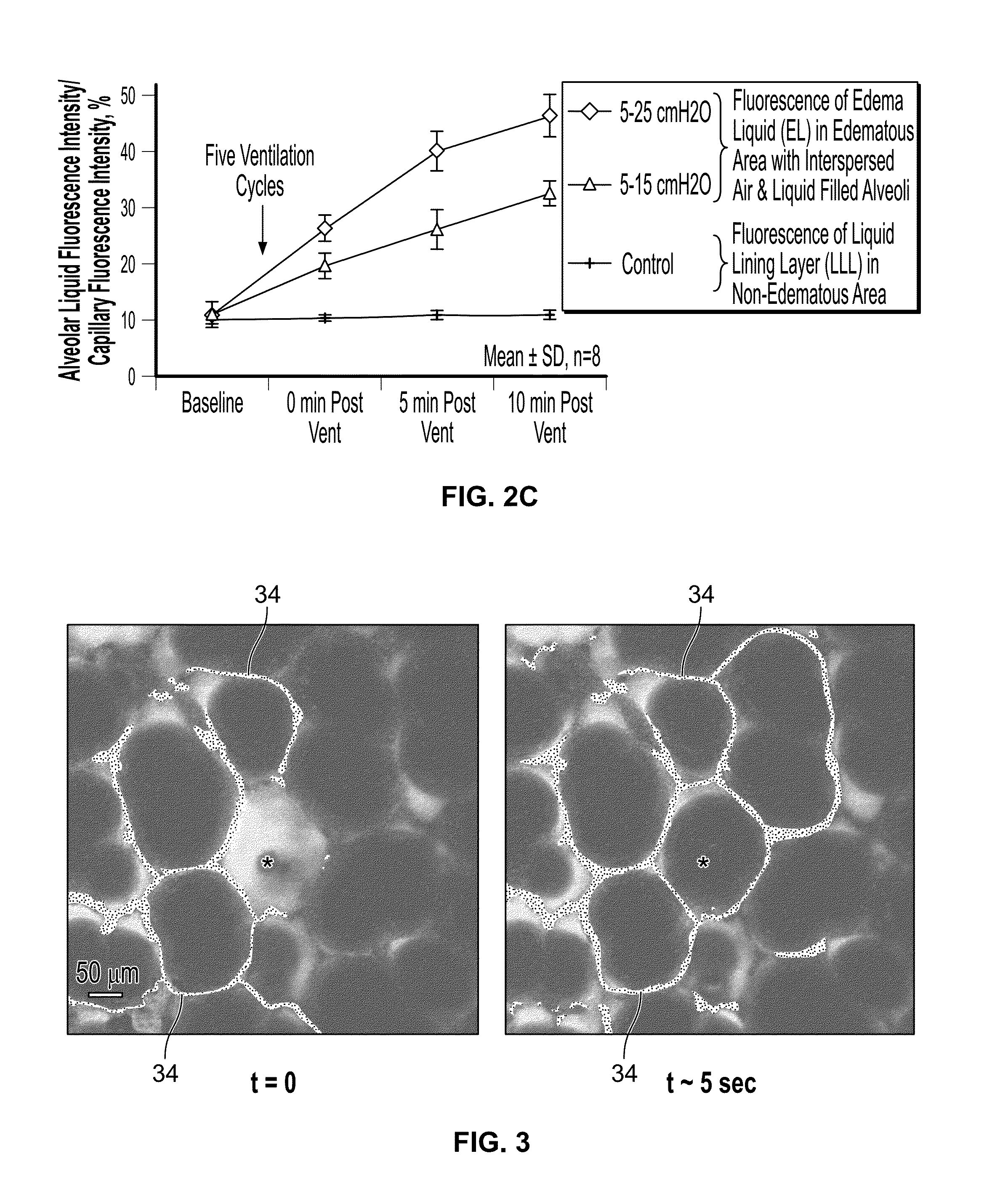 Use of rhodamine dyes to reduce alveolar surface tension