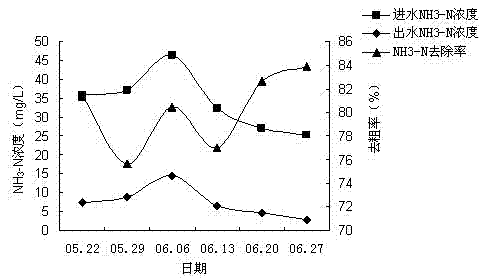 Application of dracaena deremensis 'compacta' in treatment of livestock and poultry breeding wastewater