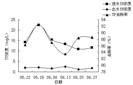 Application of dracaena deremensis 'compacta' in treatment of livestock and poultry breeding wastewater