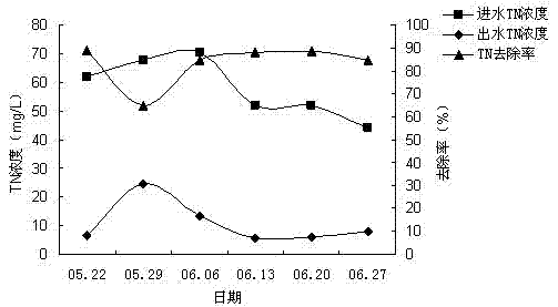 Application of dracaena deremensis 'compacta' in treatment of livestock and poultry breeding wastewater