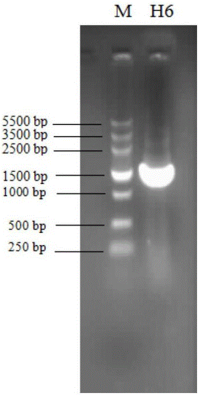 Zaralenone degrading bacteria and application thereof