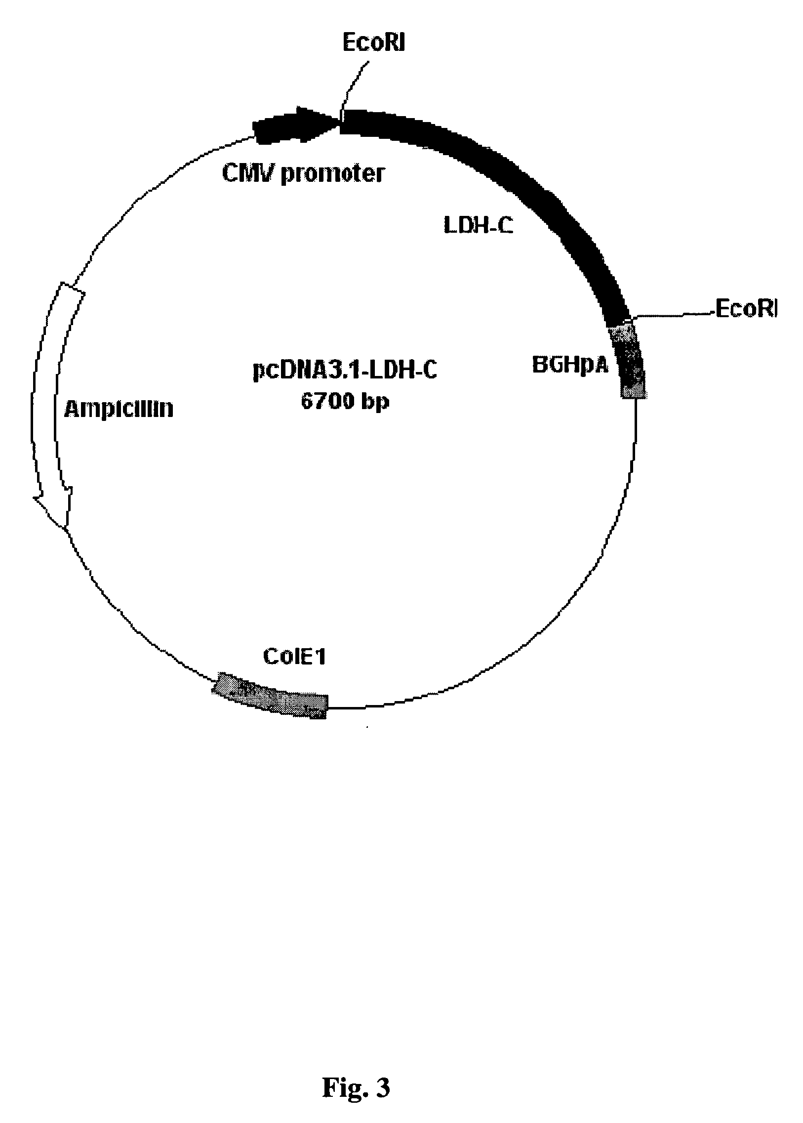 Animal immunocontraceptives expressed in plants and uses thereof