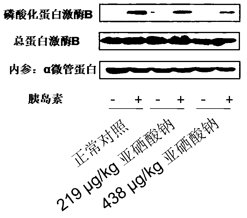 Application and construction method of high-selenium induced insulin resistance animal model