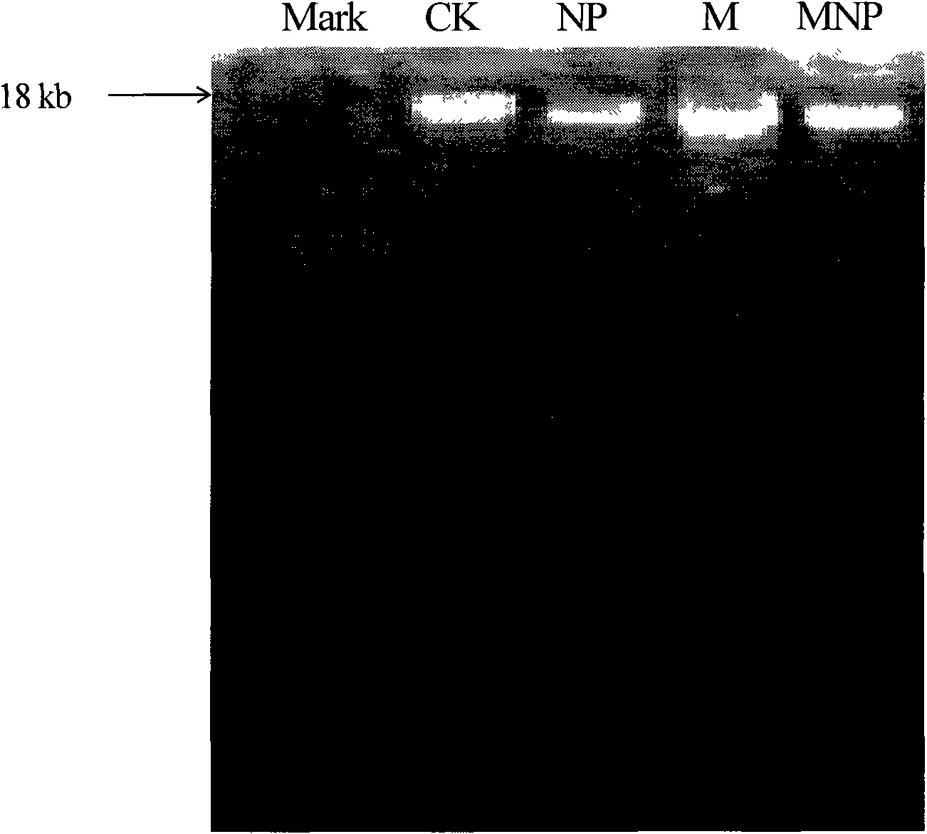 Soil nematode DNA extraction method